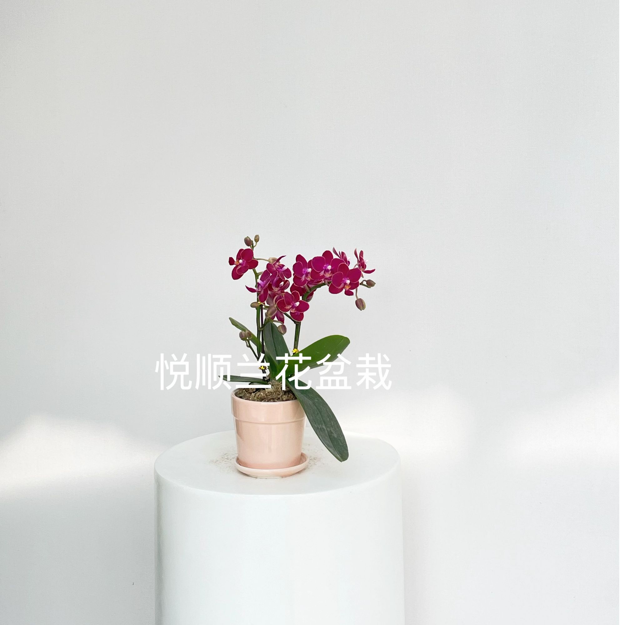 20580 蝴蝶兰 香甜甜 绿植花卉 桌面花 花期长 好养活（直播专属）