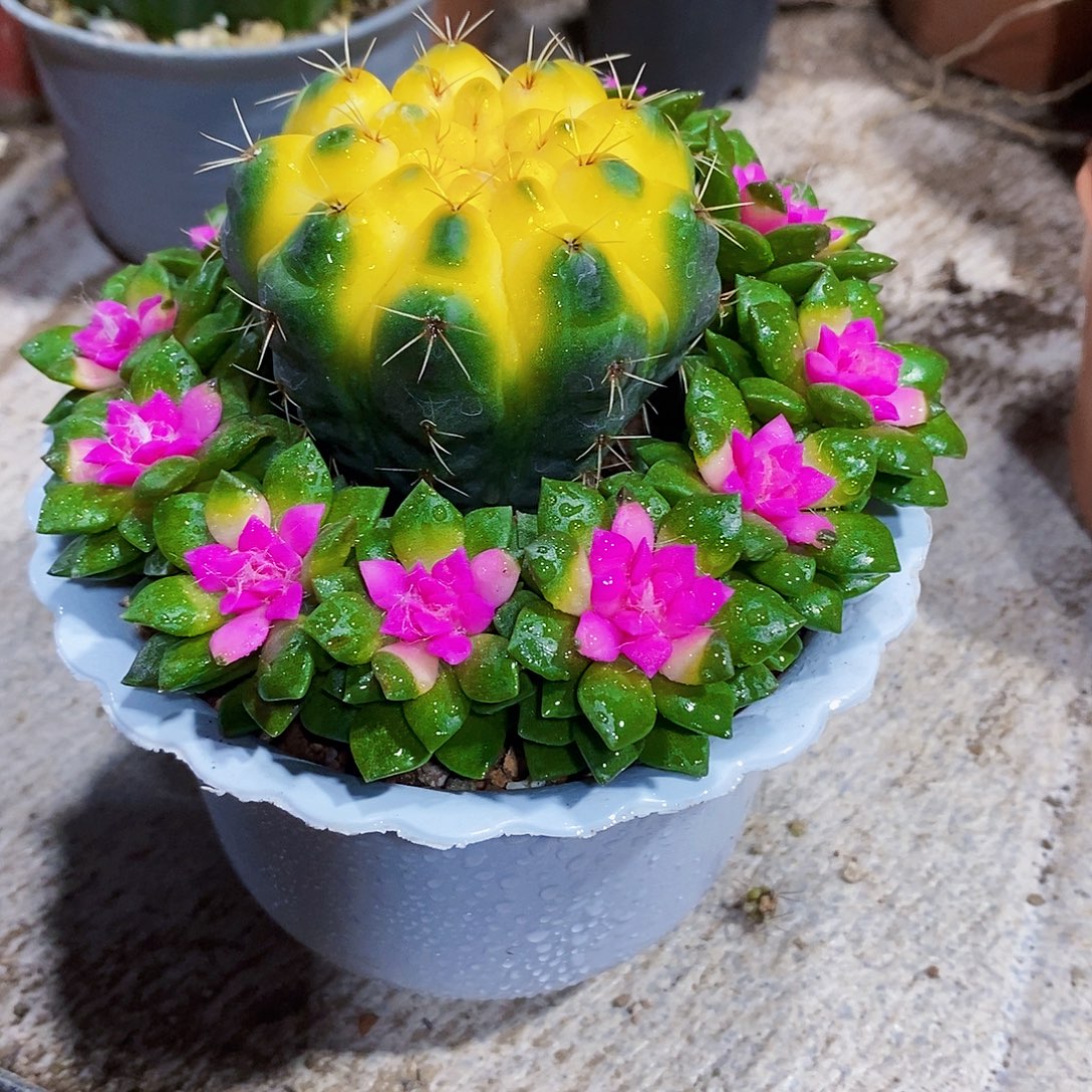 菲花111111111111111个