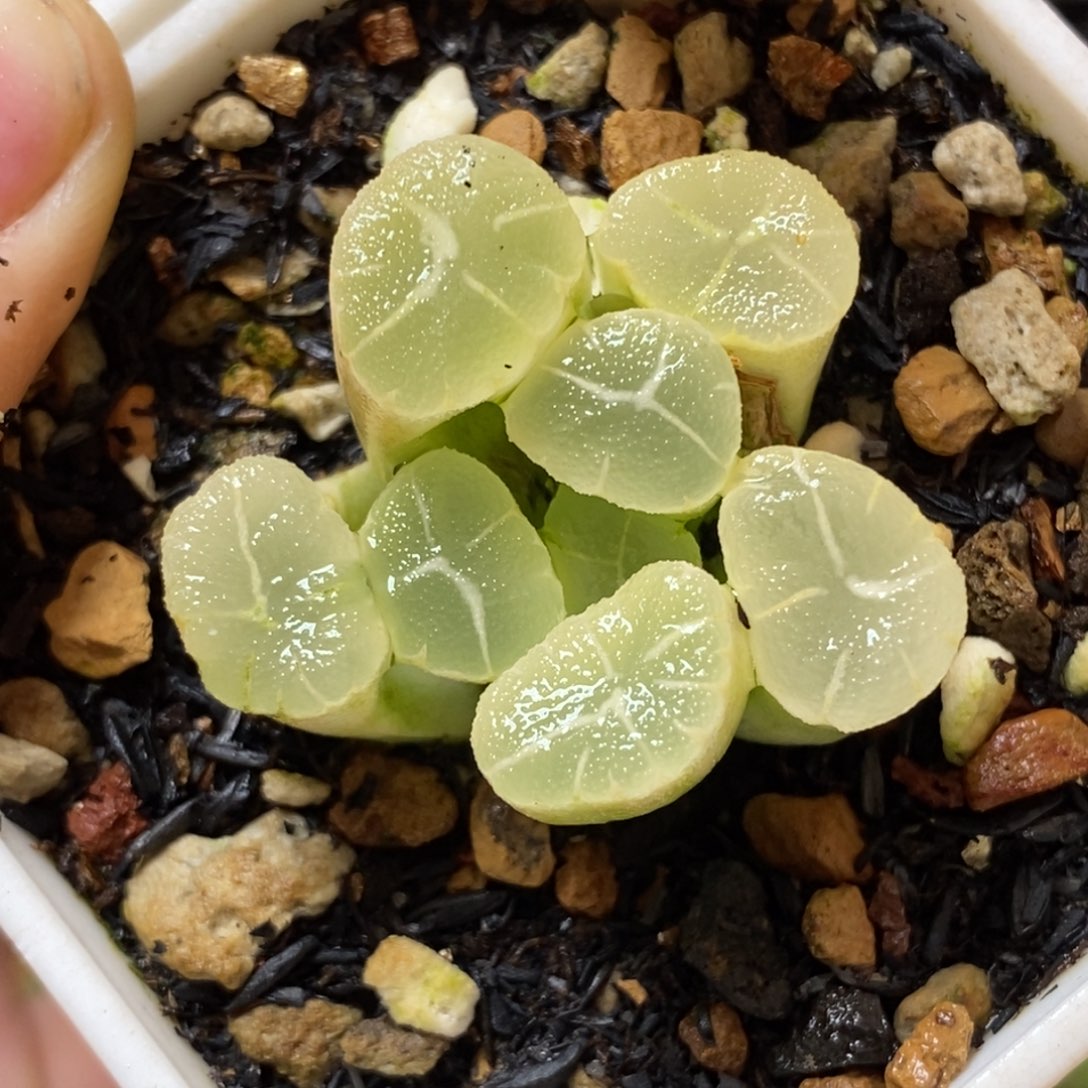 497糊斑万象多肉植物