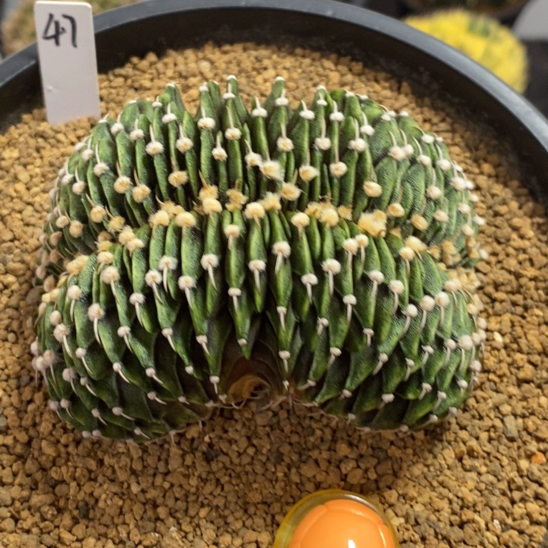 泰系肋骨缀化—带盆土发货19