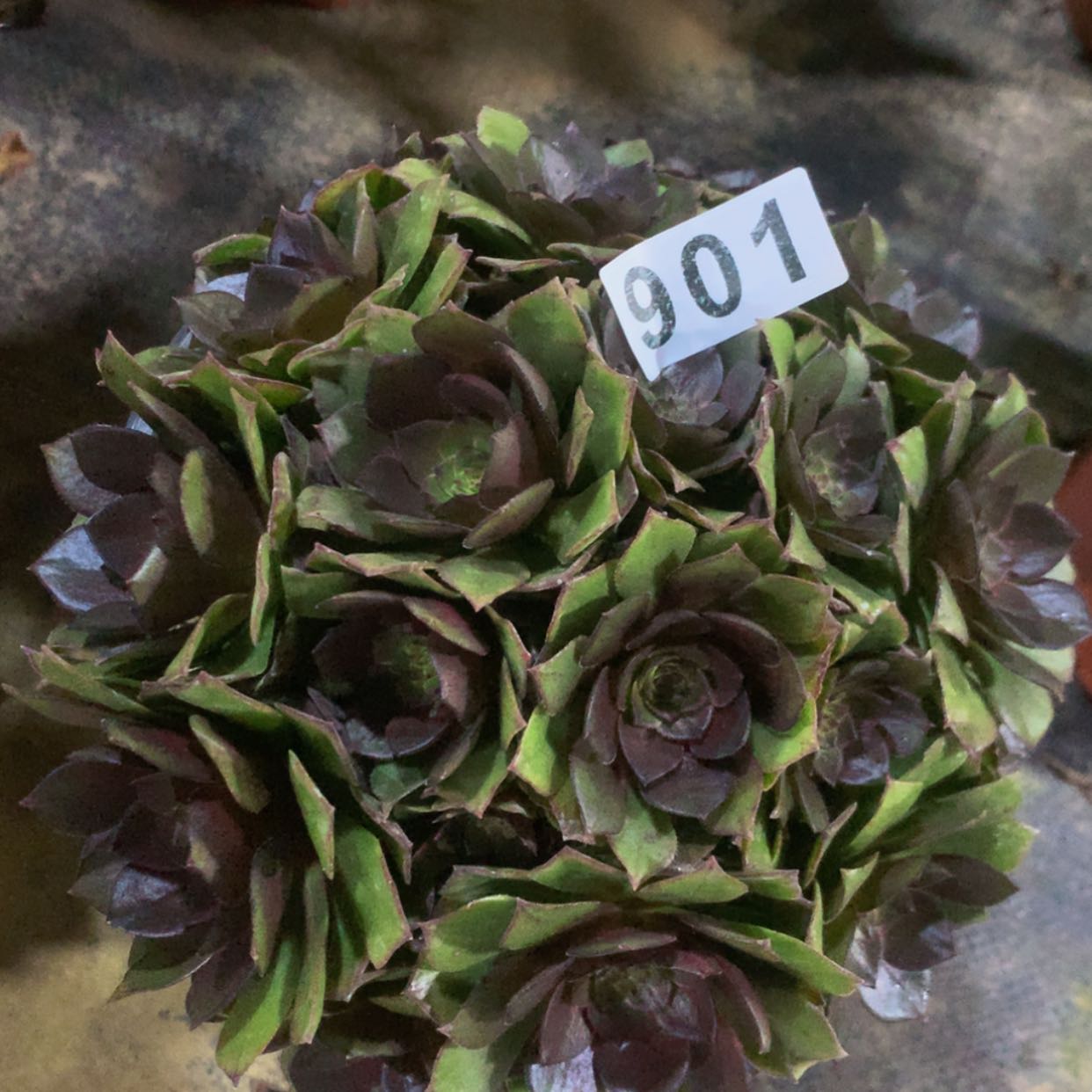 【闪购商品】901桃花石多肉