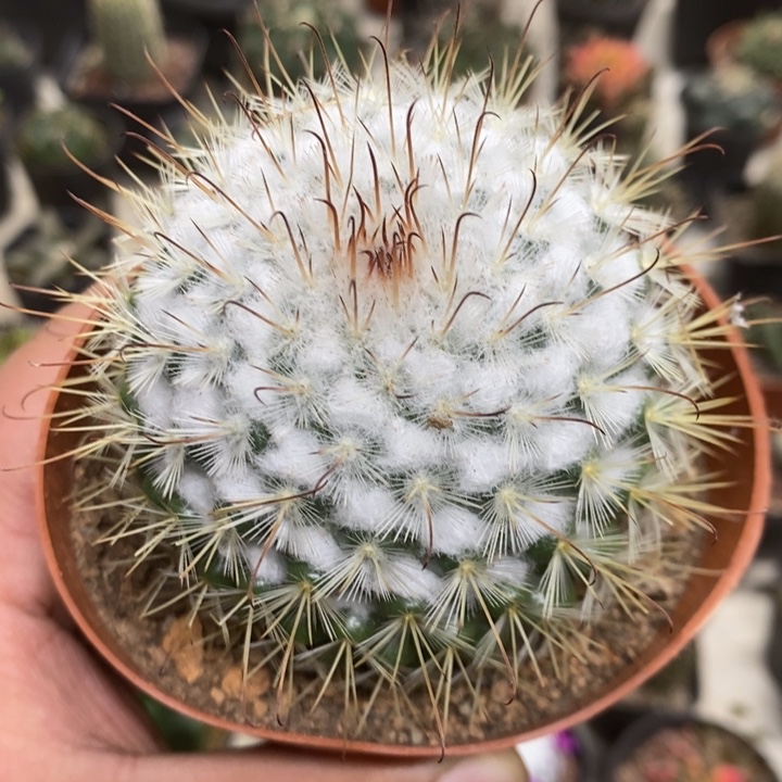 实生丰明丸特价福利