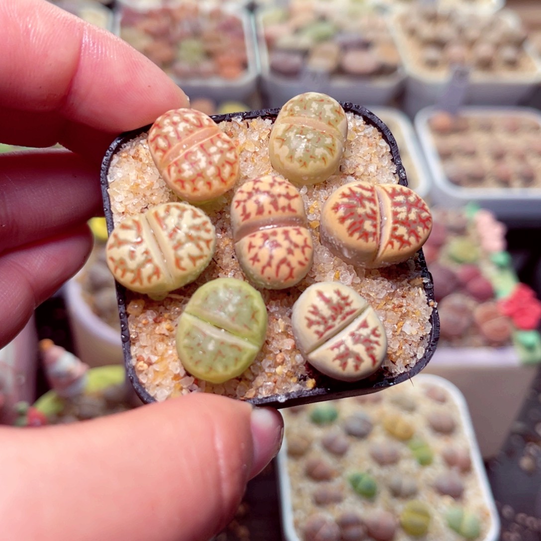 392号带盆盆包邮发货