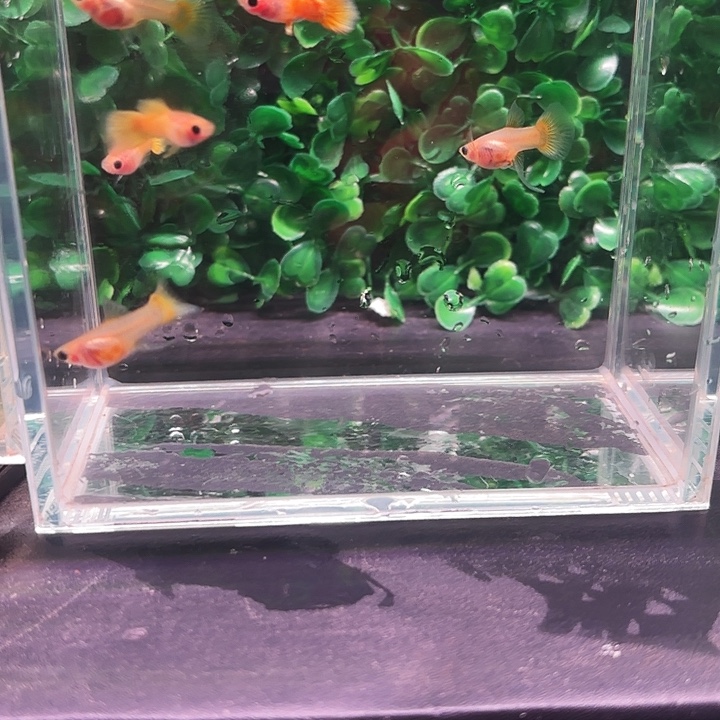 孔雀鱼黄金玻璃猫c3对