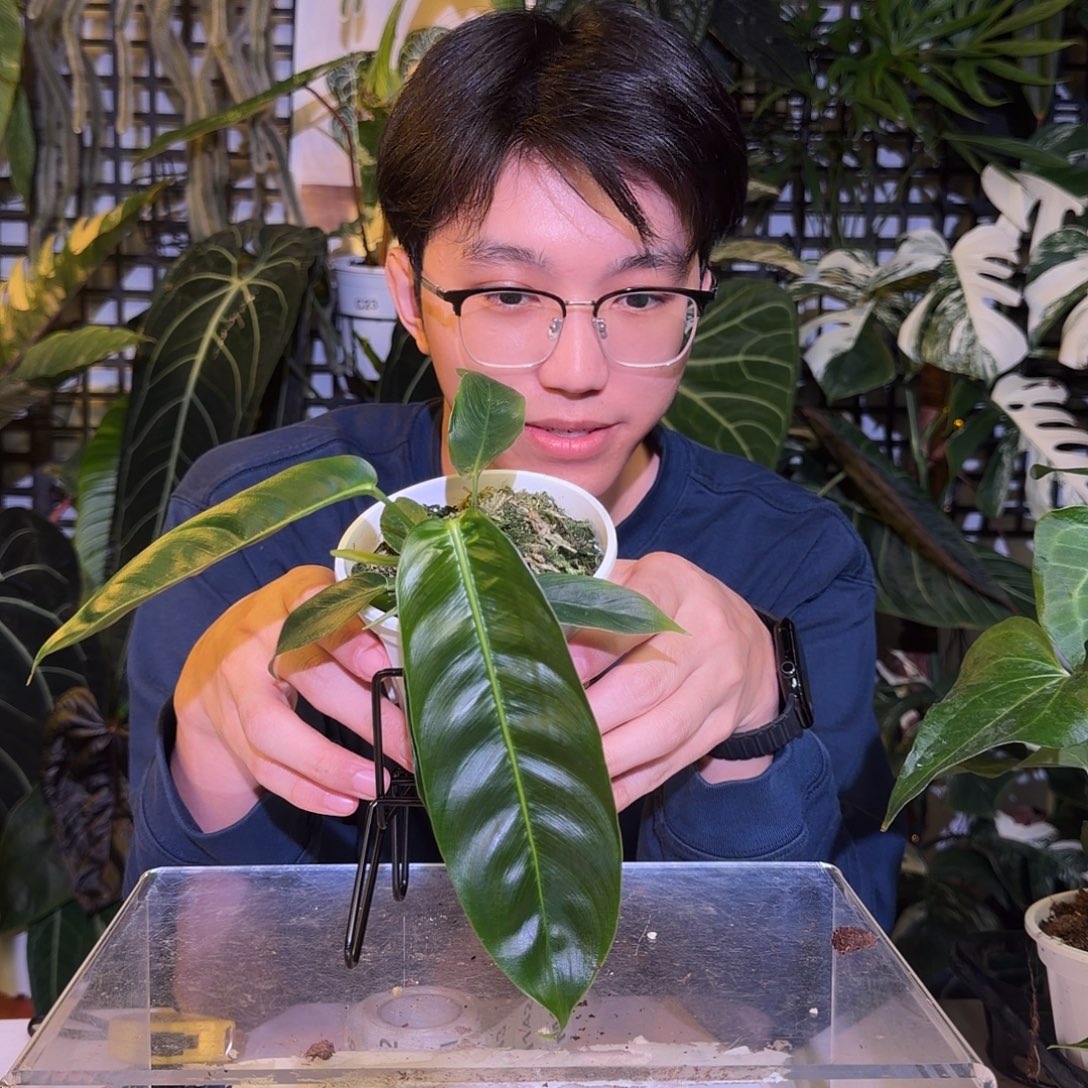 完全开放M141 pp蔓绿绒