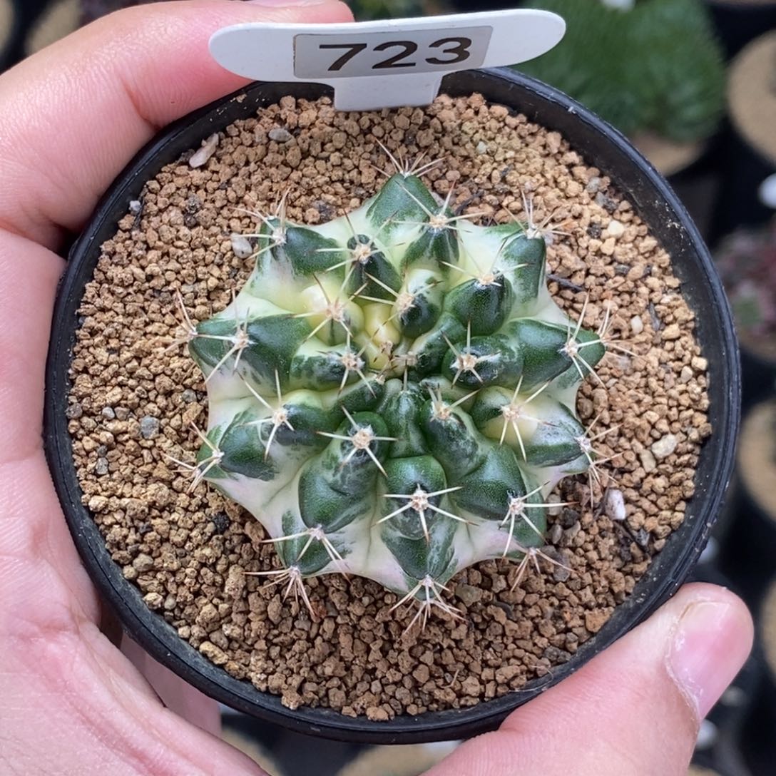 米哈肋骨仙人球01