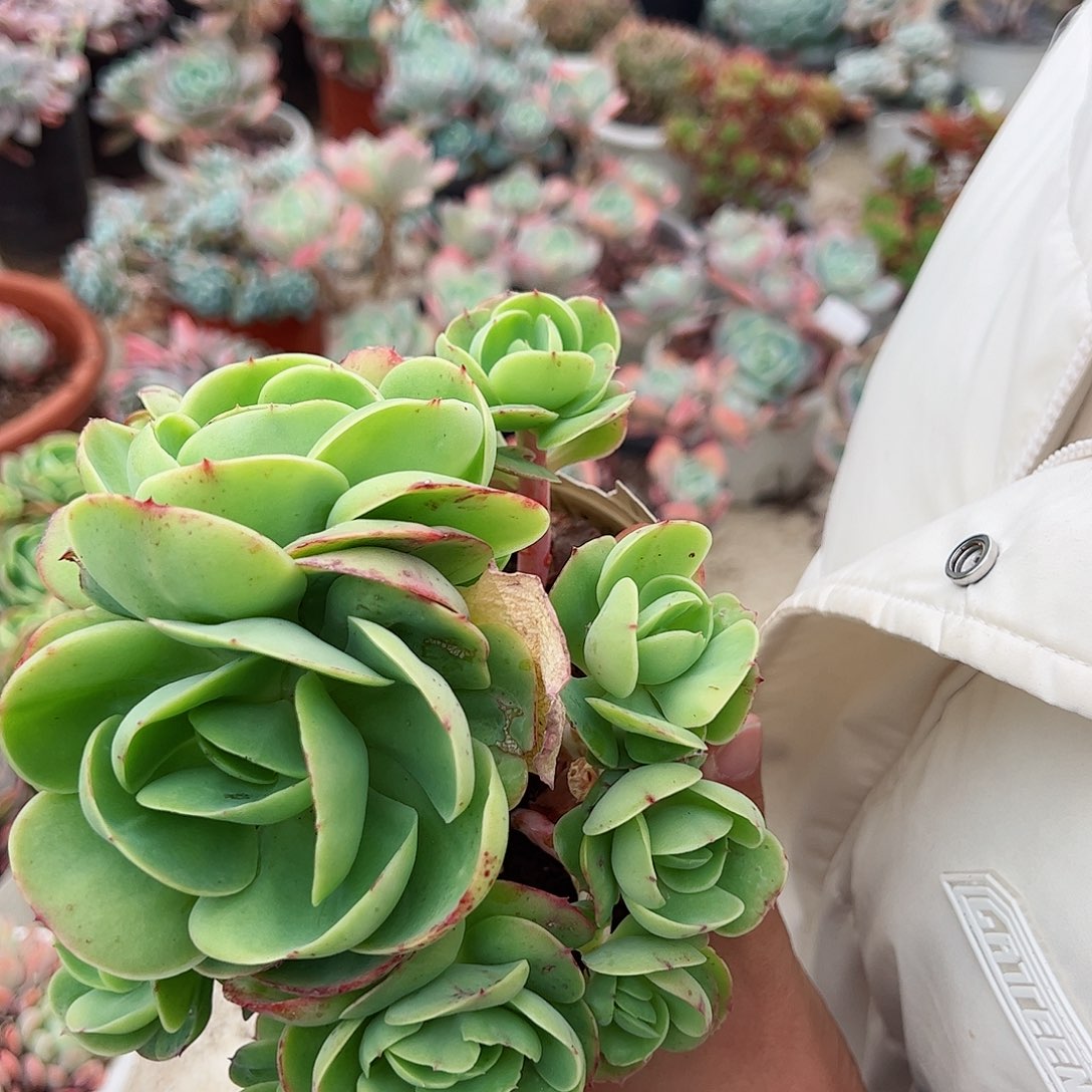 鸡蛋碧桃无砍群生