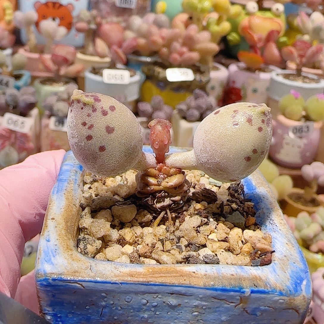 T粉海豹盆口3.5cm