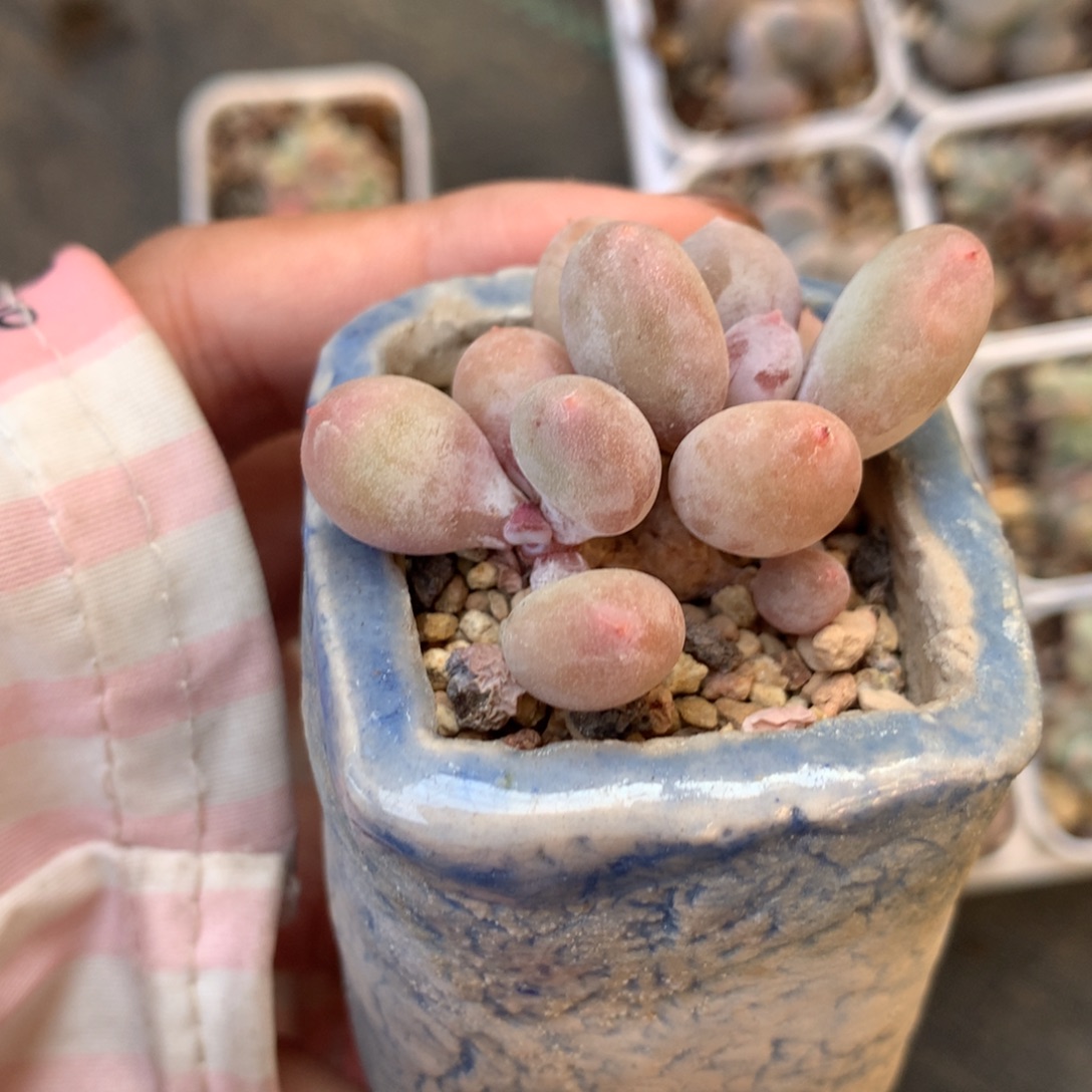 彩虹奶酪带盆发货啊