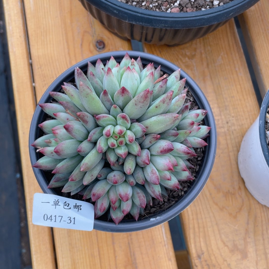 念**尘0417-31-言字。。。。。