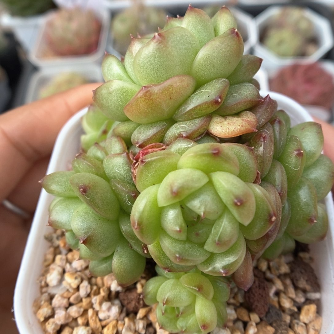 灯泡珍妮群生可拍518号。