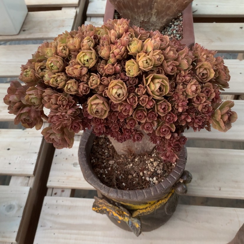 【闪购商品】微瑕033