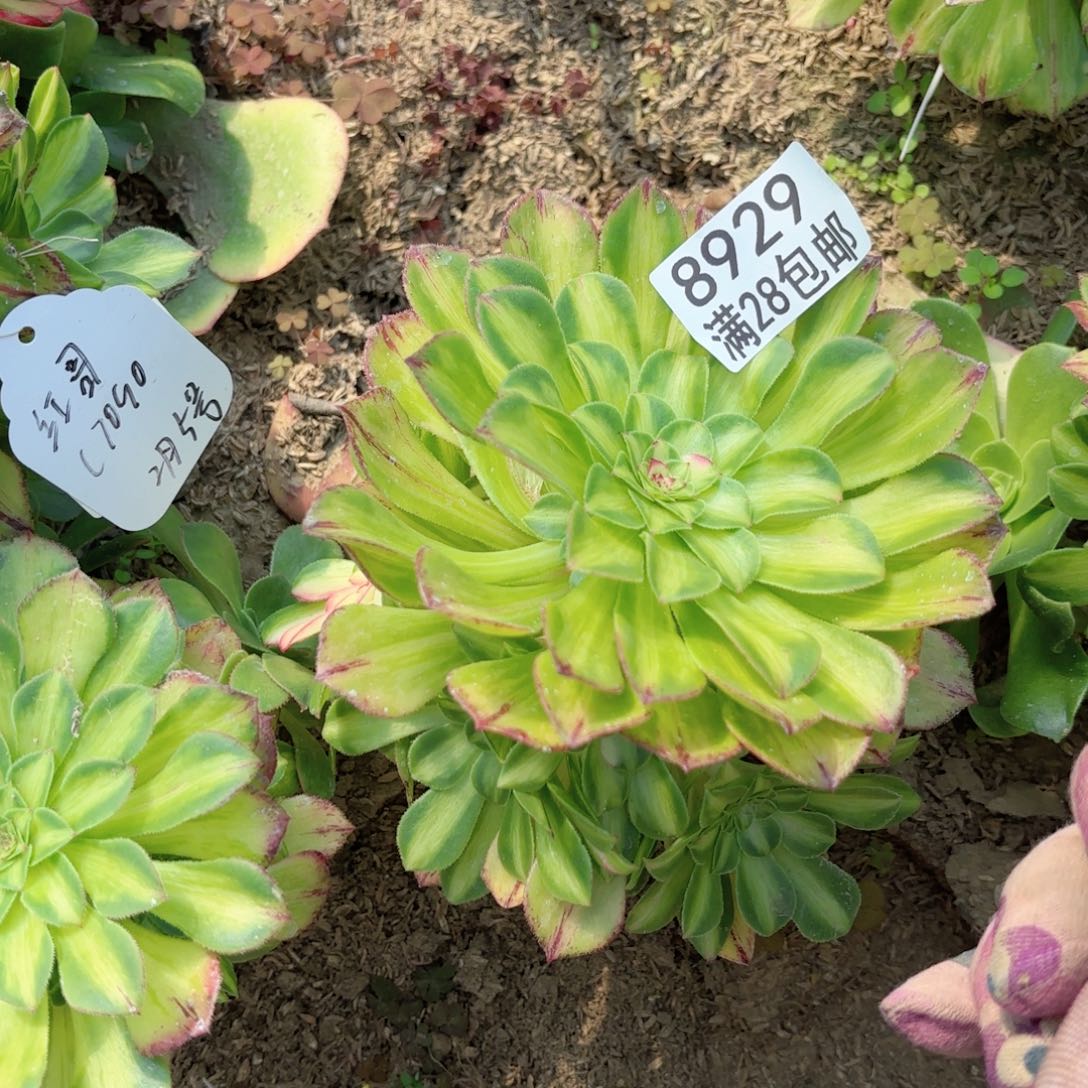 C   8929知否多肉