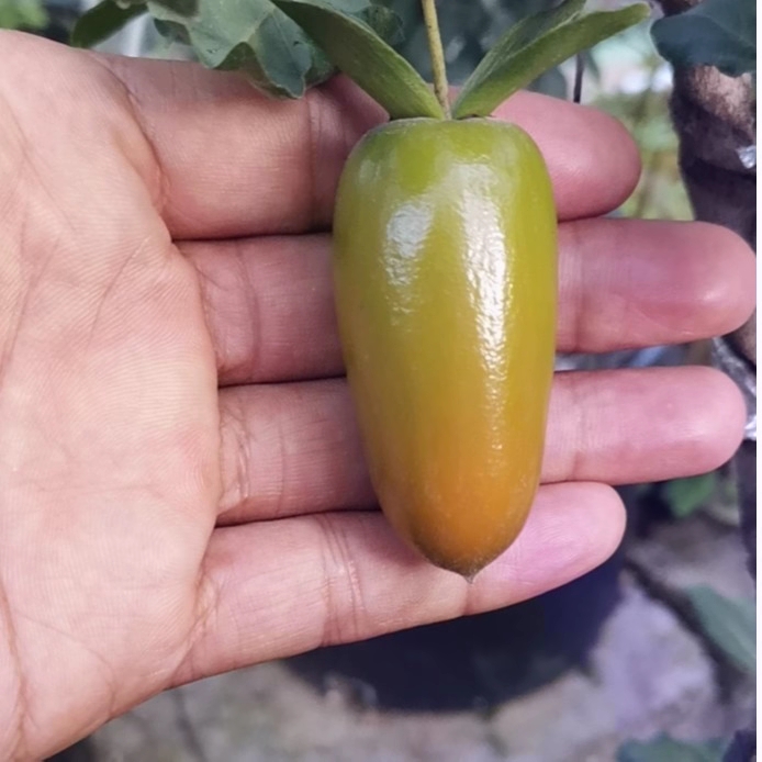 老鸦柿原生长果品种