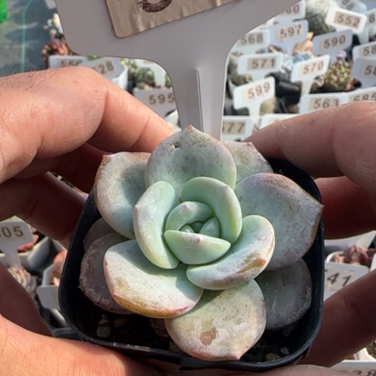 509凤橙一物一拍多肉