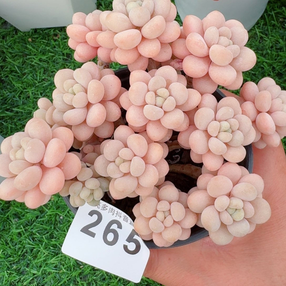 洛可可老桩         精品多肉