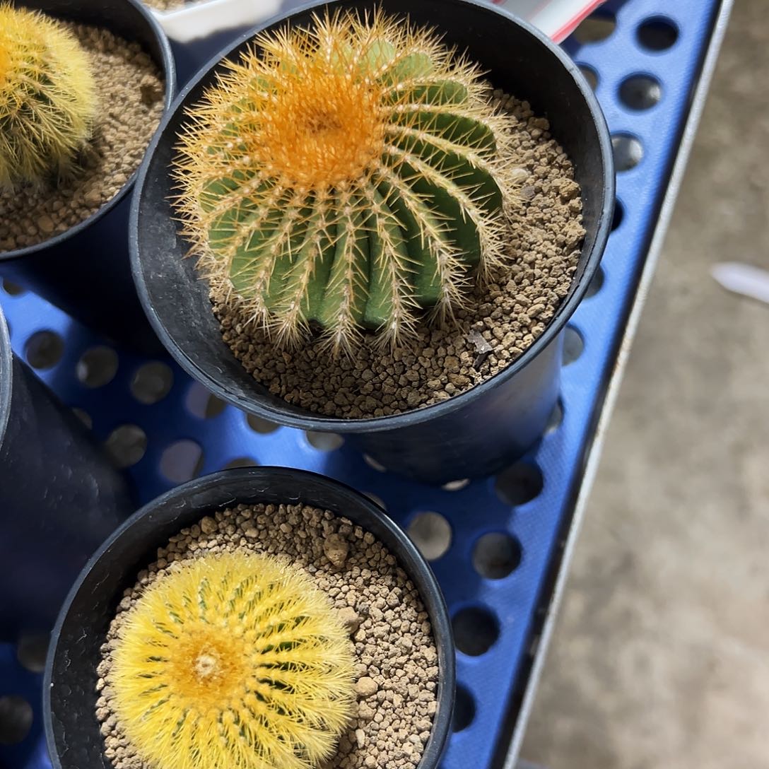 用***3自根金刺尤博球两颗