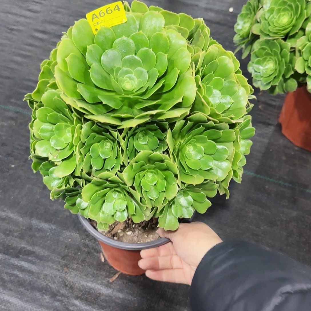 绿羊绒664多肉多肉