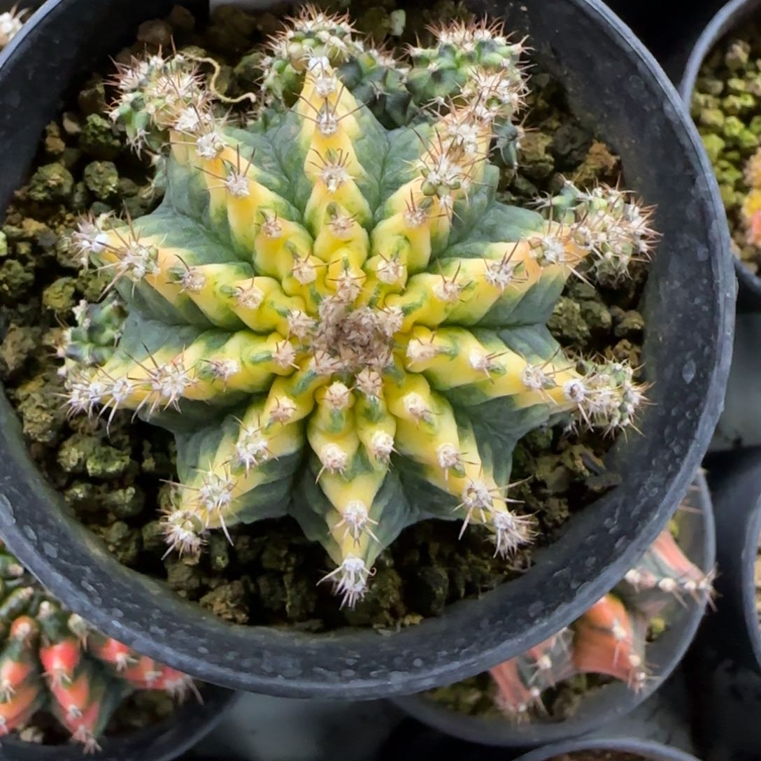 43-0213哈罗德脱土发多肉