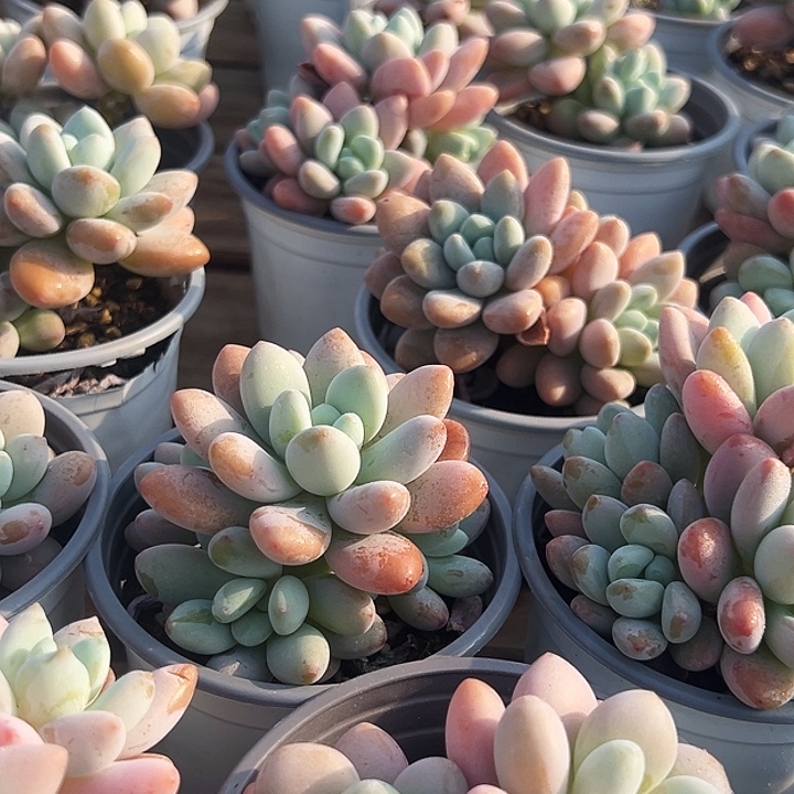 红洛神       福利多多