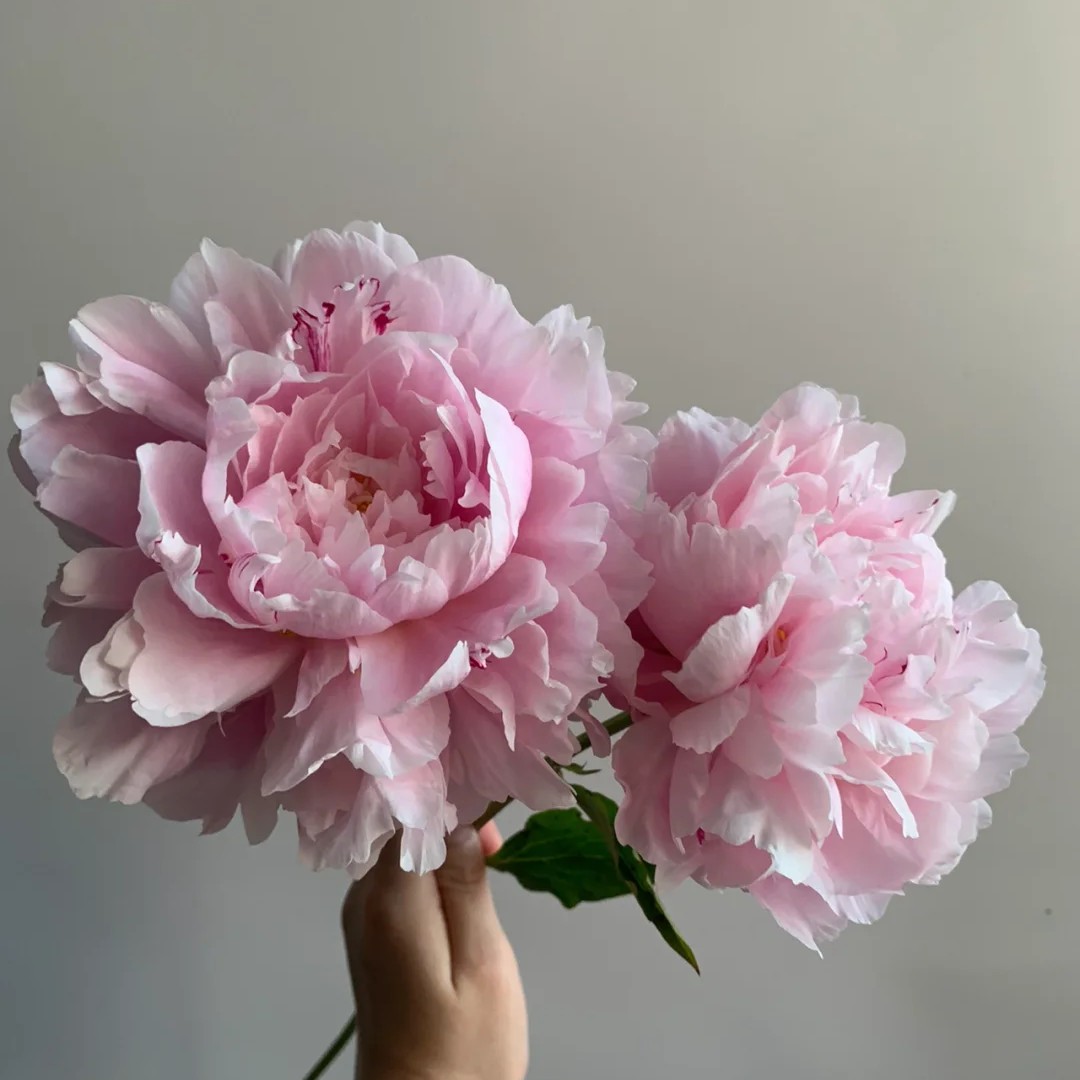 观赏芍药，粉盘藏珠，粉色