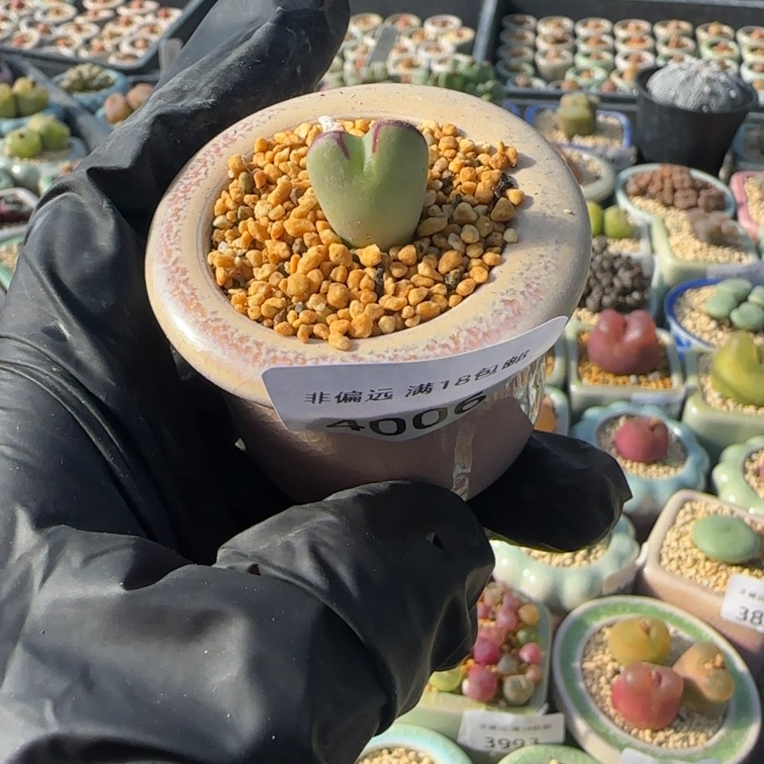 4006--一物一拍 带盆