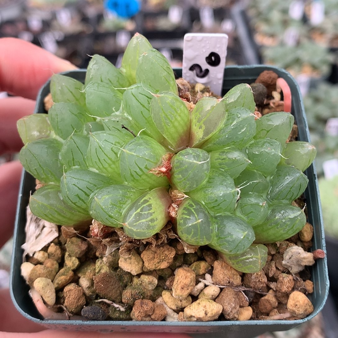 20号实生玉露一物一拍