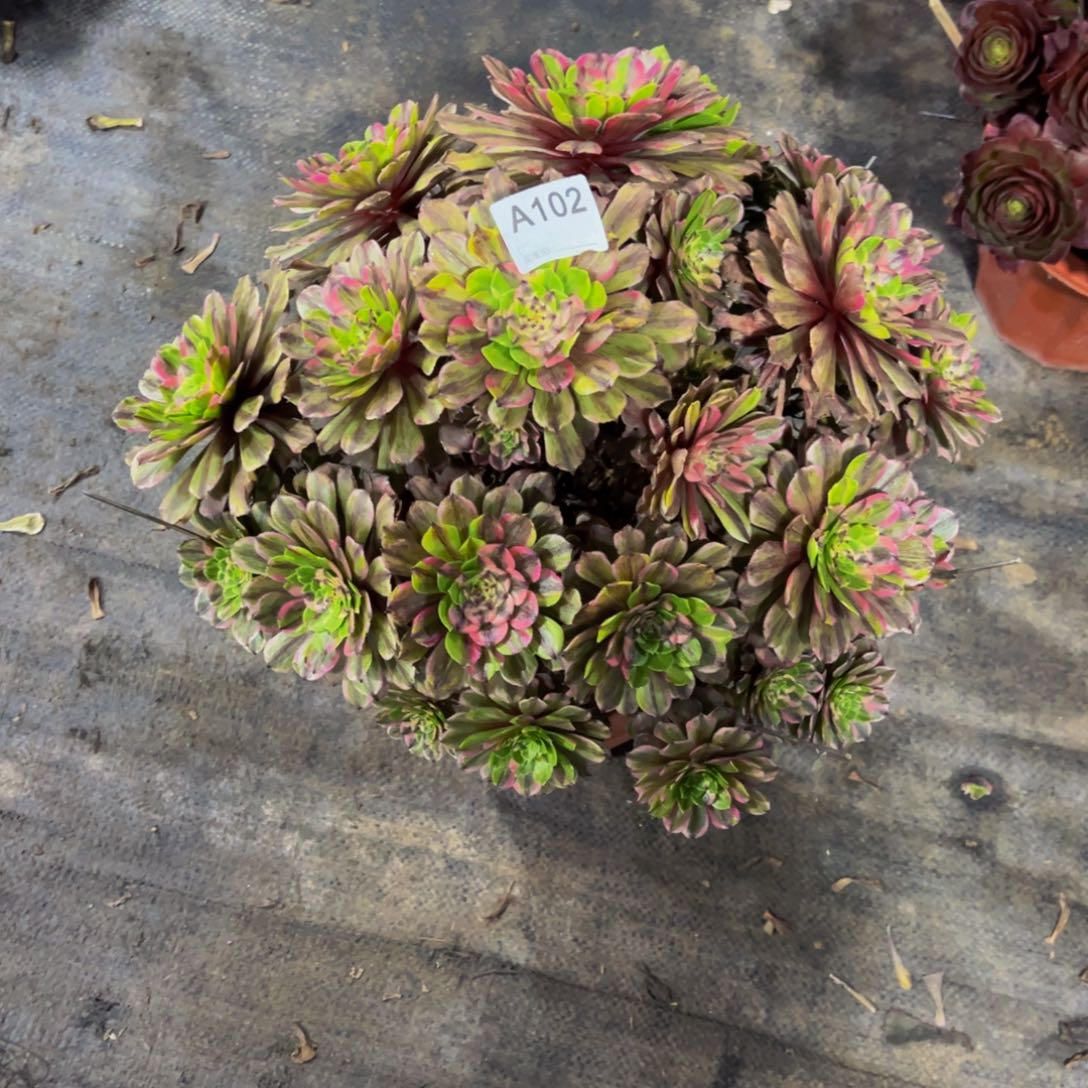 花脸粉带多肉植物102