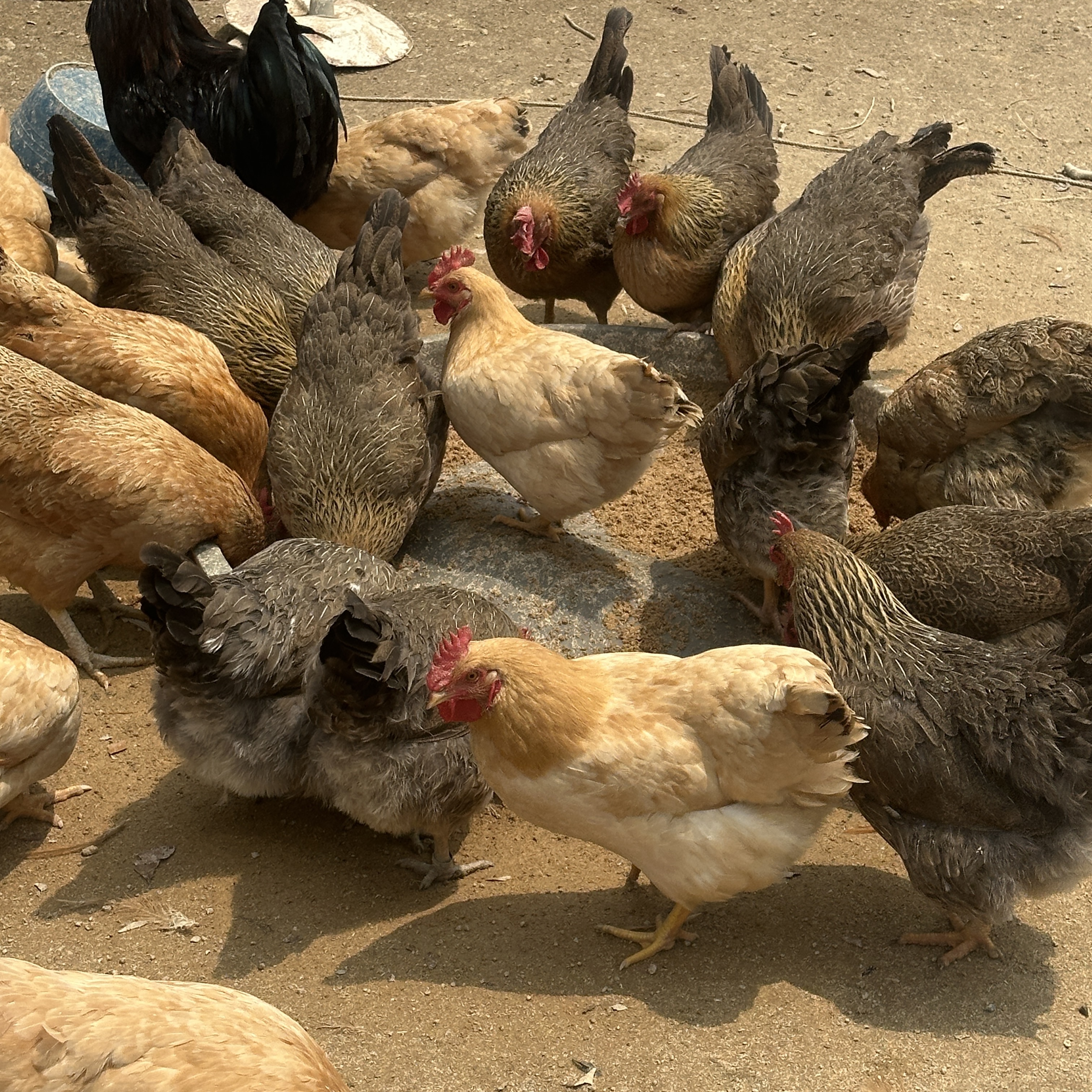 鸡项（母）大山散养 喂五谷杂粮，鸡龄250天左右，约毛重3.2~3.5左右斤，现拍现宰，顺丰包邮