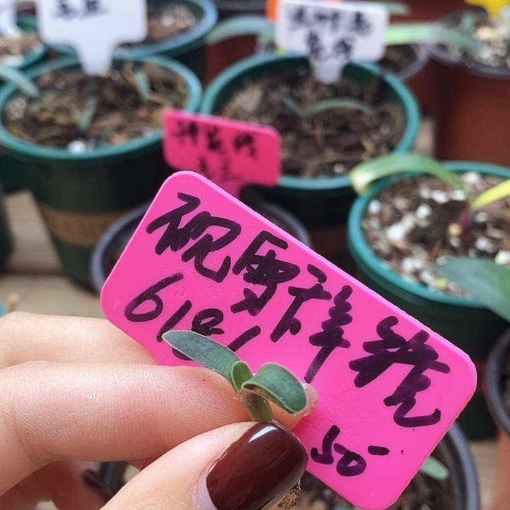 完全开放君子兰君子兰君子兰