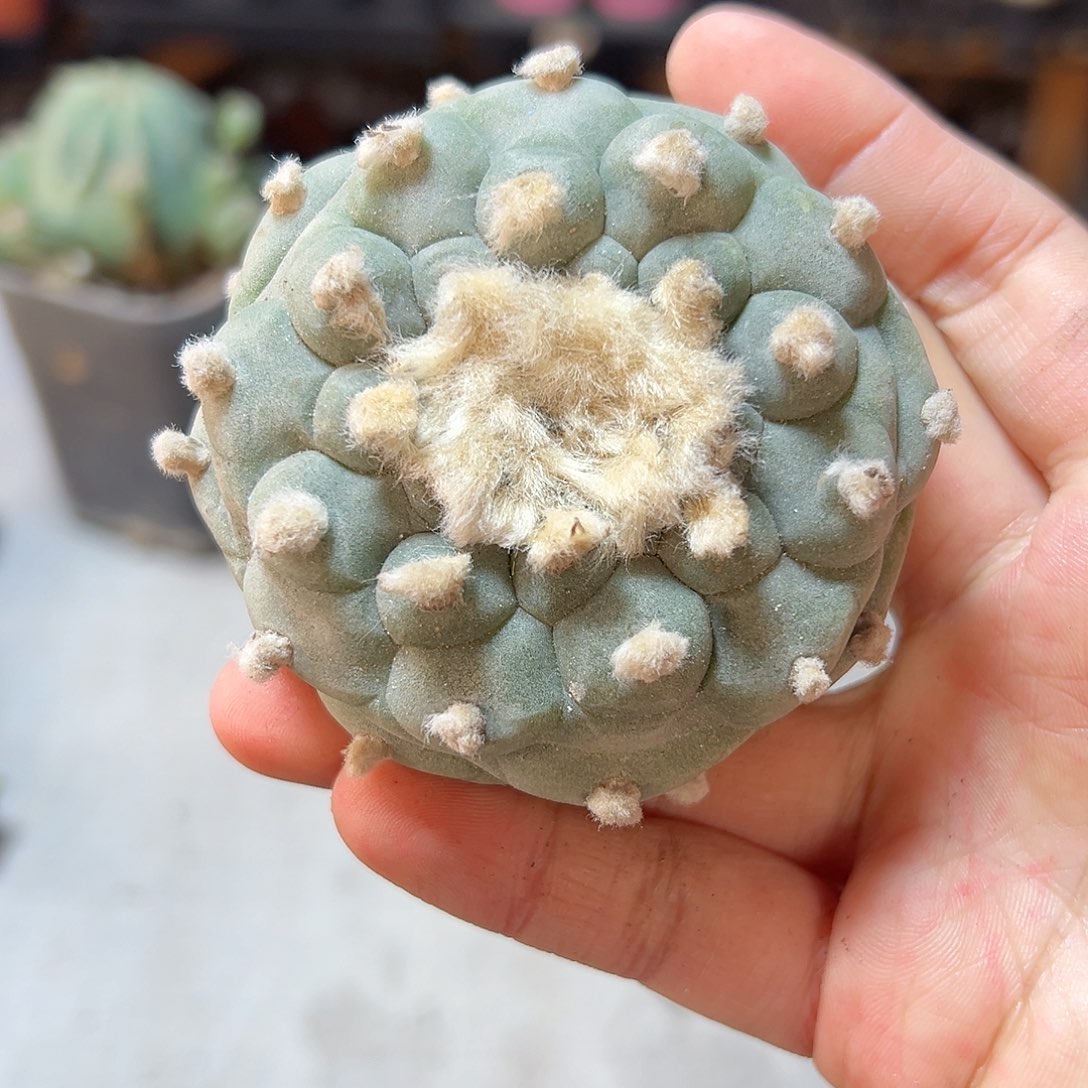 28日16号实生佛头银6.6公分