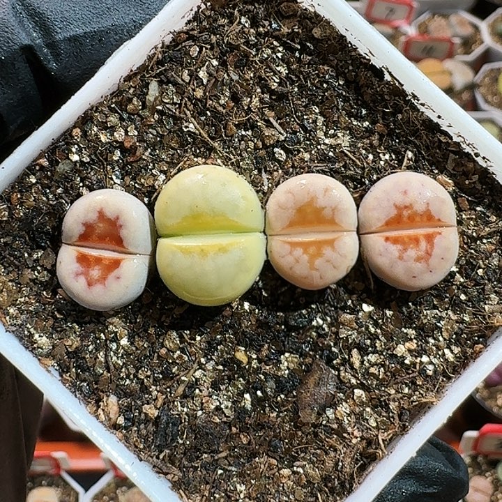 生石花112554。 60