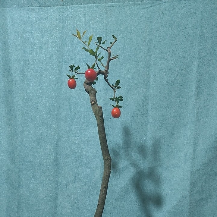 各种金弹子精品盆景桩
