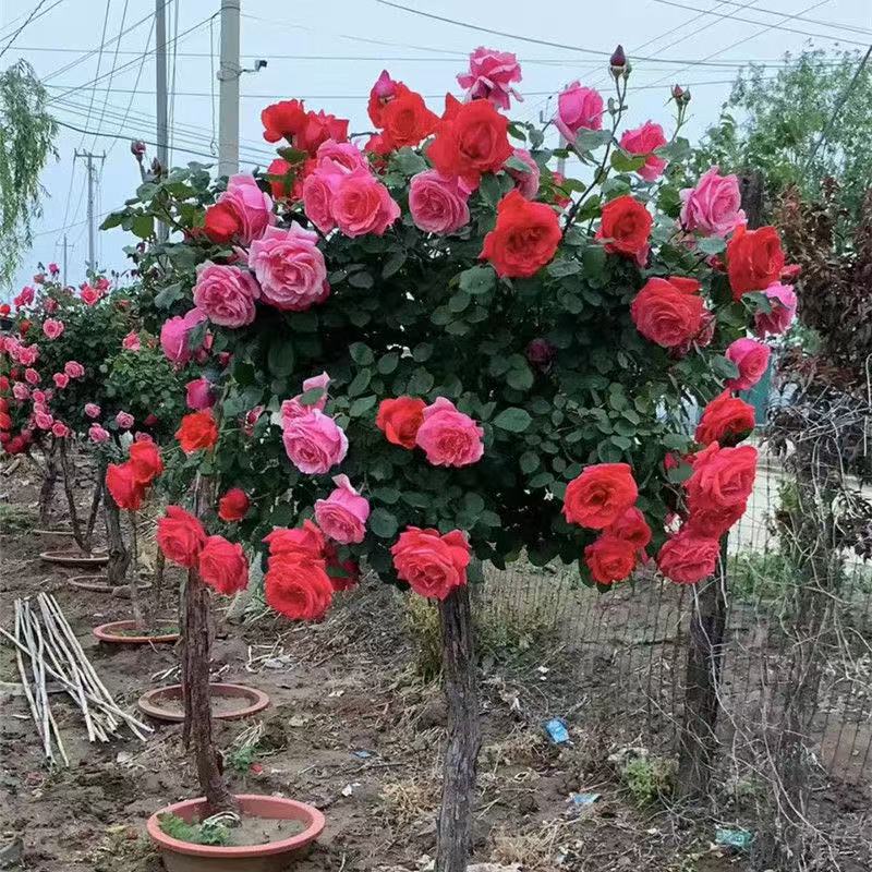 国月大花树桩月季浓香四季品种