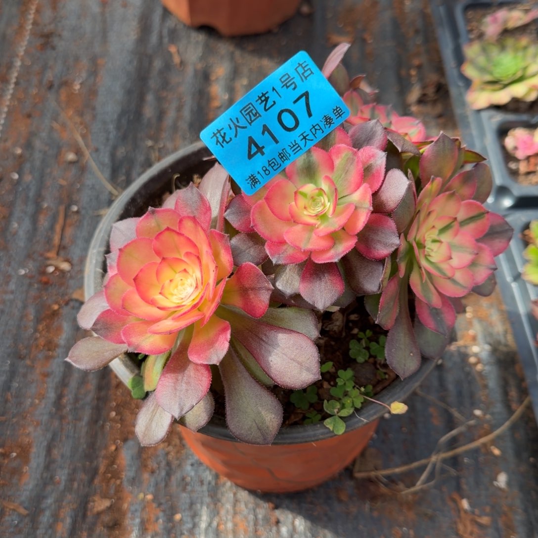 荔枝4107多肉植物