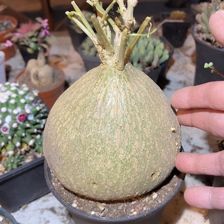 满38包邮2天凑单，脱土晾根发货多肉植物钱袋子