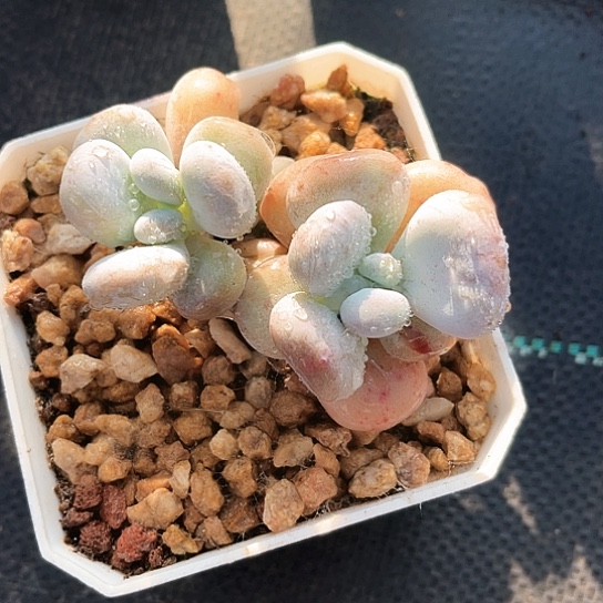 石化锦一个一拍照片