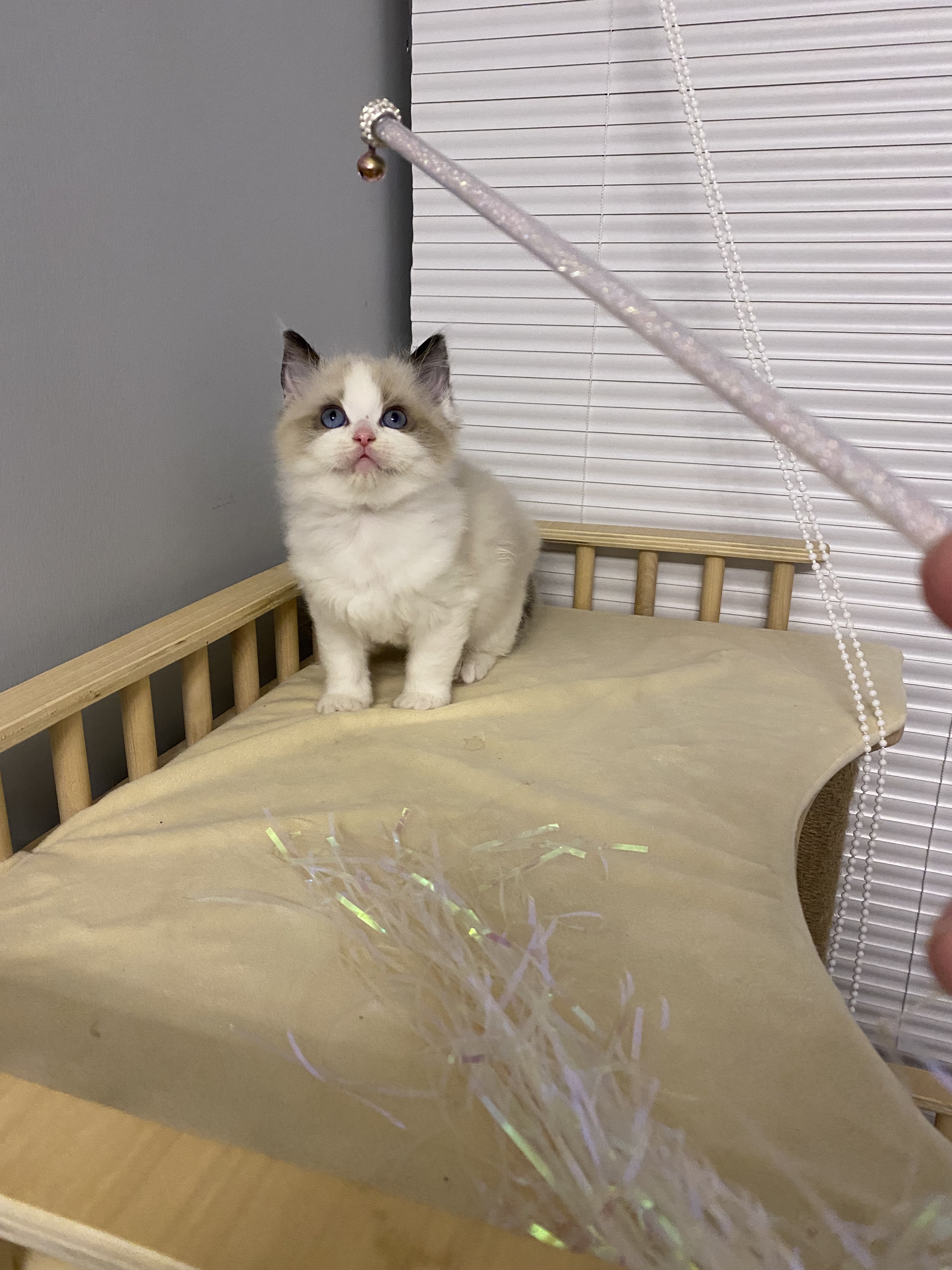 春哥说猫只说好猫咪