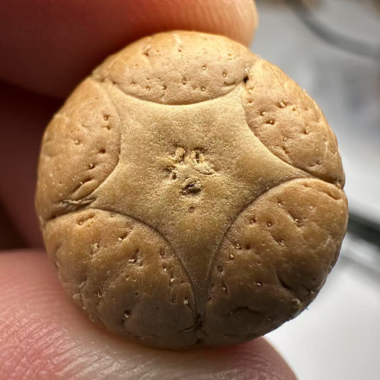 尼泊尔五星菩提，尺寸19，sss系列，货号68