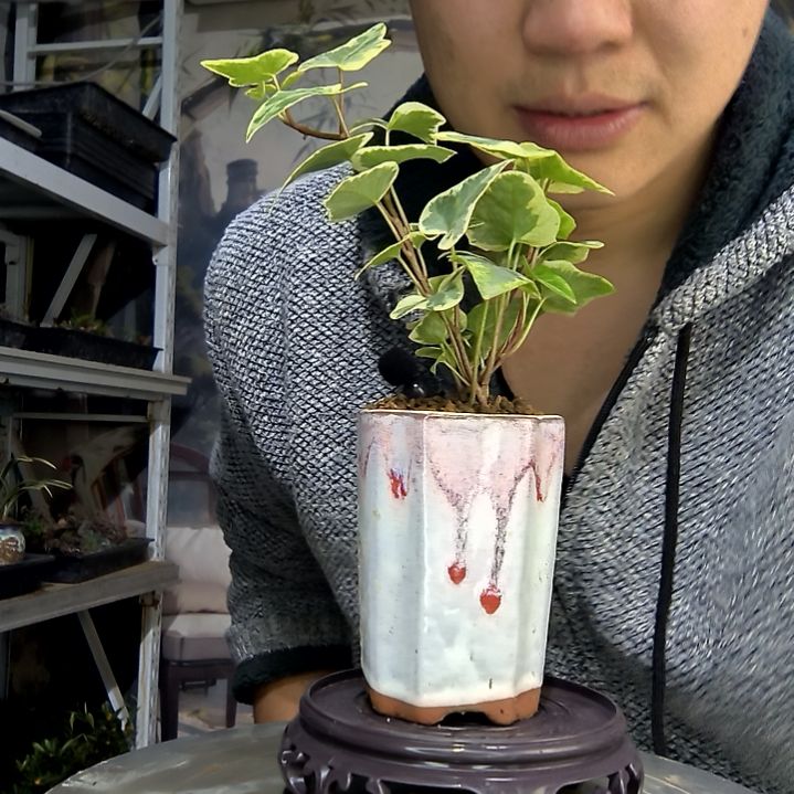 雪***中青园艺一物一拍花113