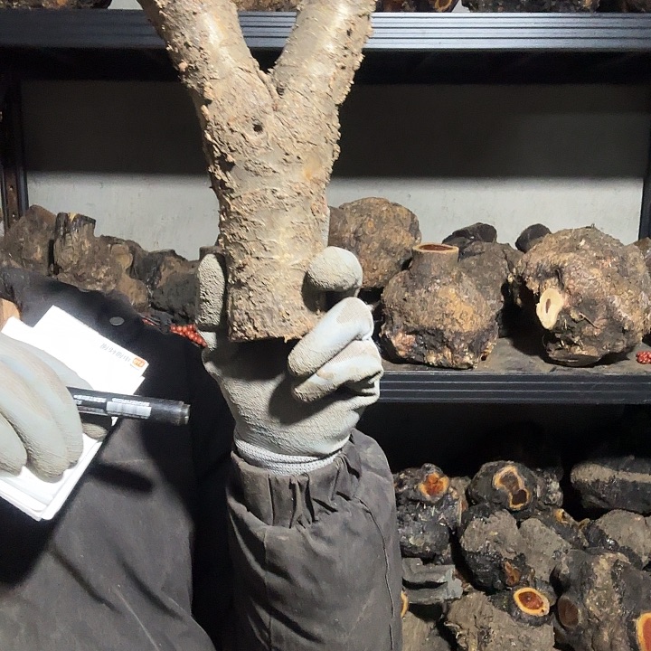 封***身香榧木火琉璃的故事是一个人