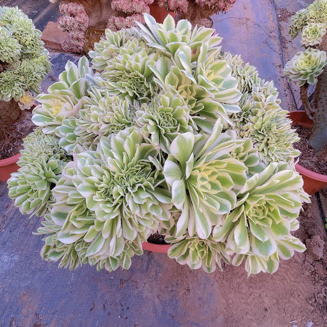 【闪购商品】无花朵迈巴赫