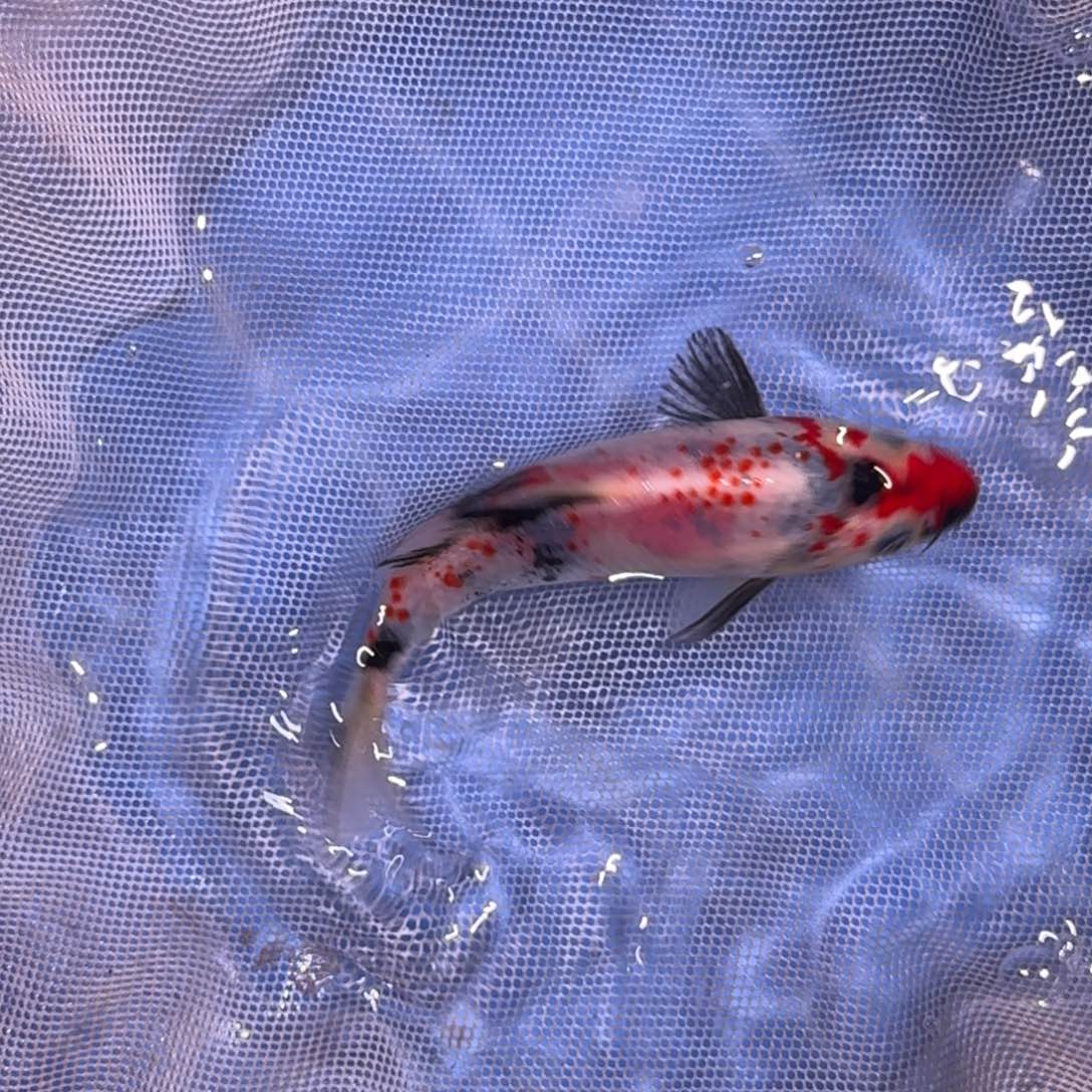 锦鲤精品锦鲤大放漏