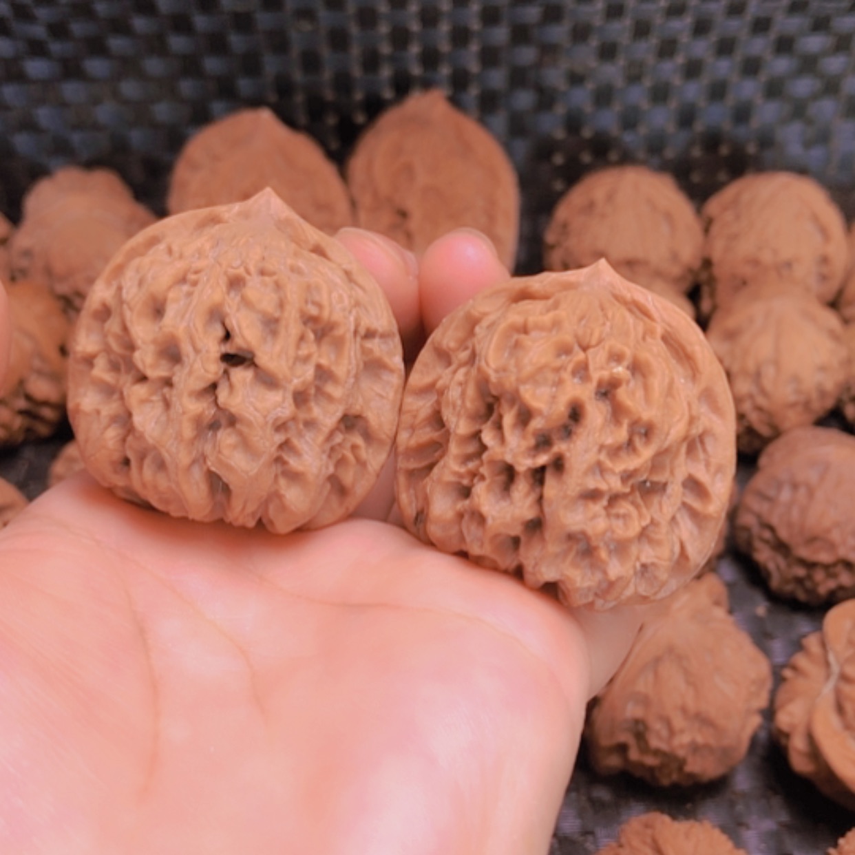 【闪购商品】把件核桃新果40皇家护林有修