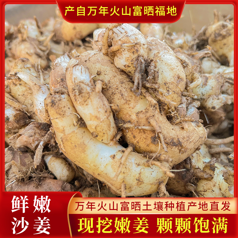 广东新鲜沙姜山奈白切鸡椰子鸡调味配料香料