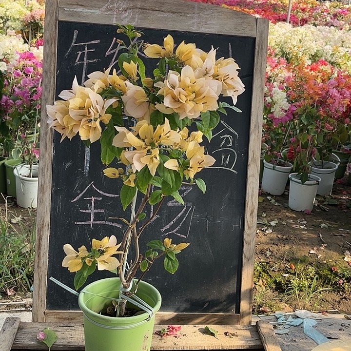 完全开放三角梅苏瓦那