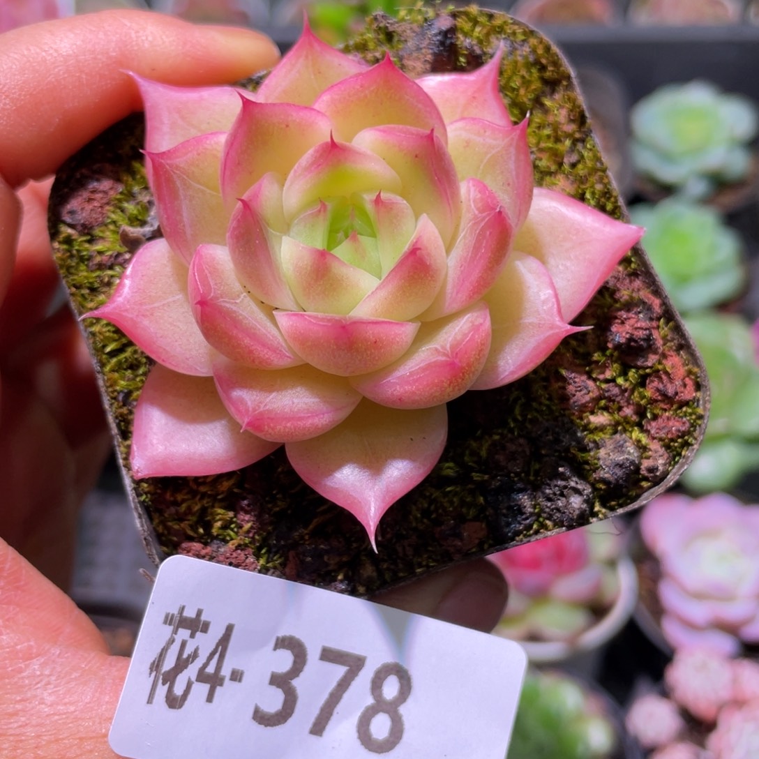 花利美4-378麦秆  