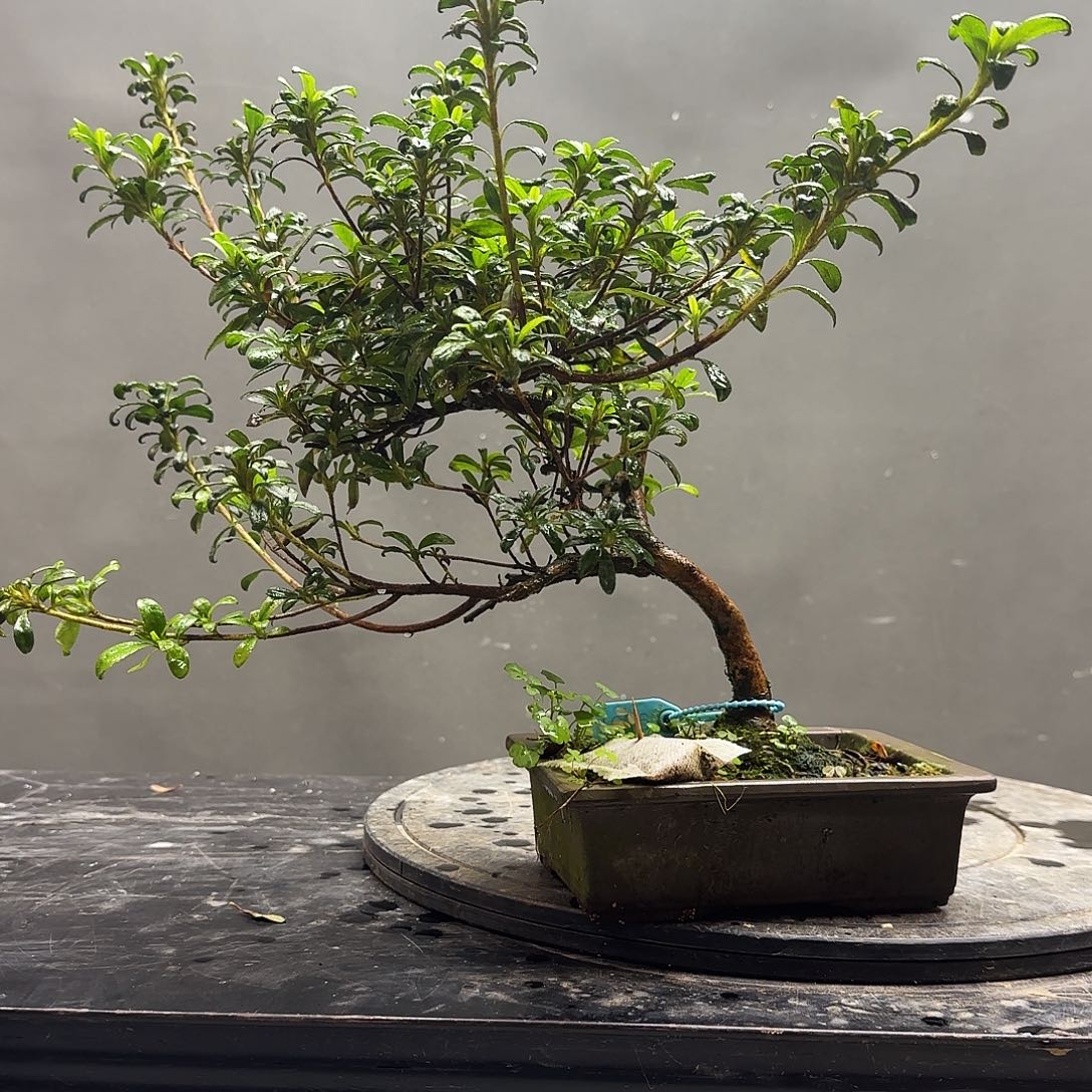 无花朵盲盒有花朵
