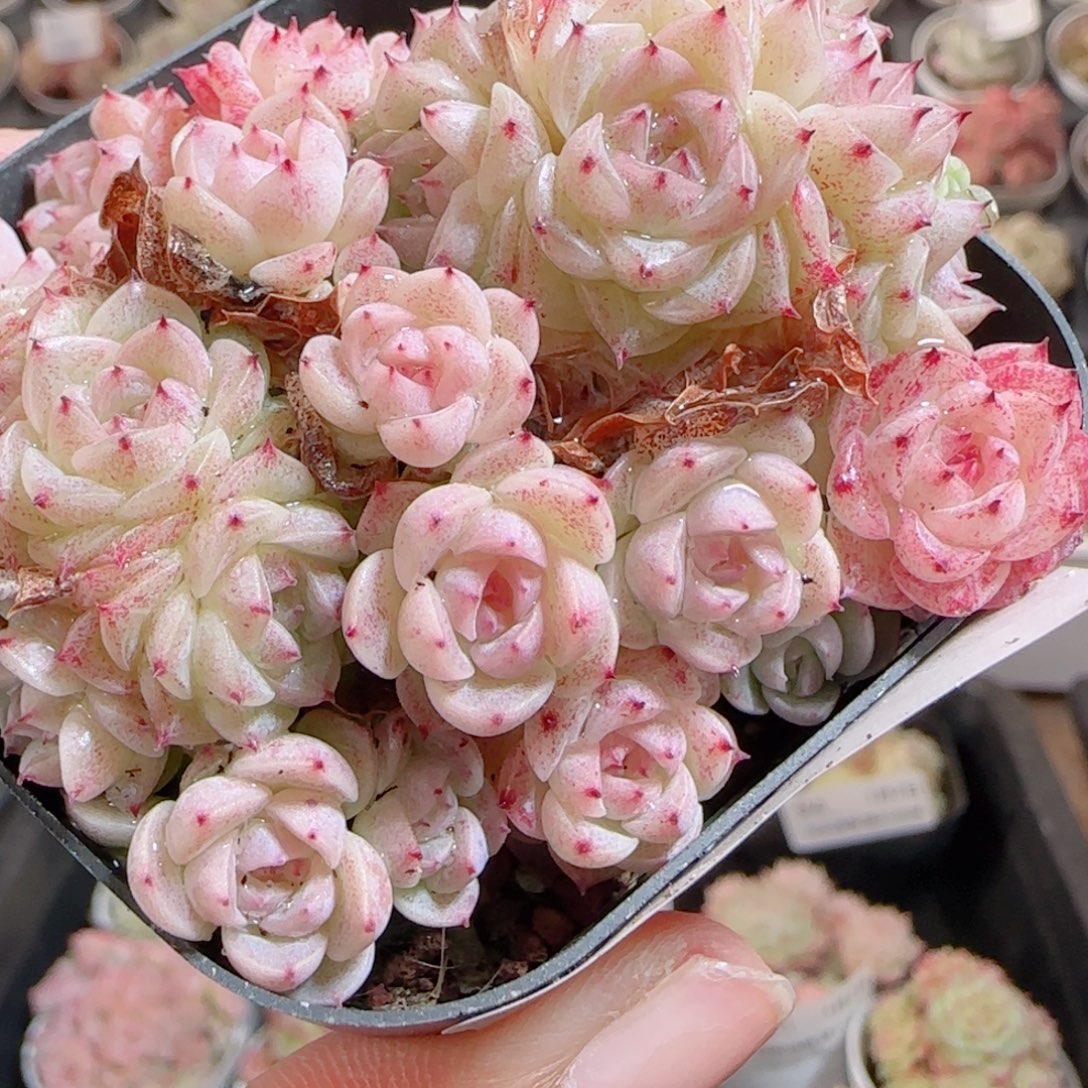 花语多肉0102-108魔仙紫散