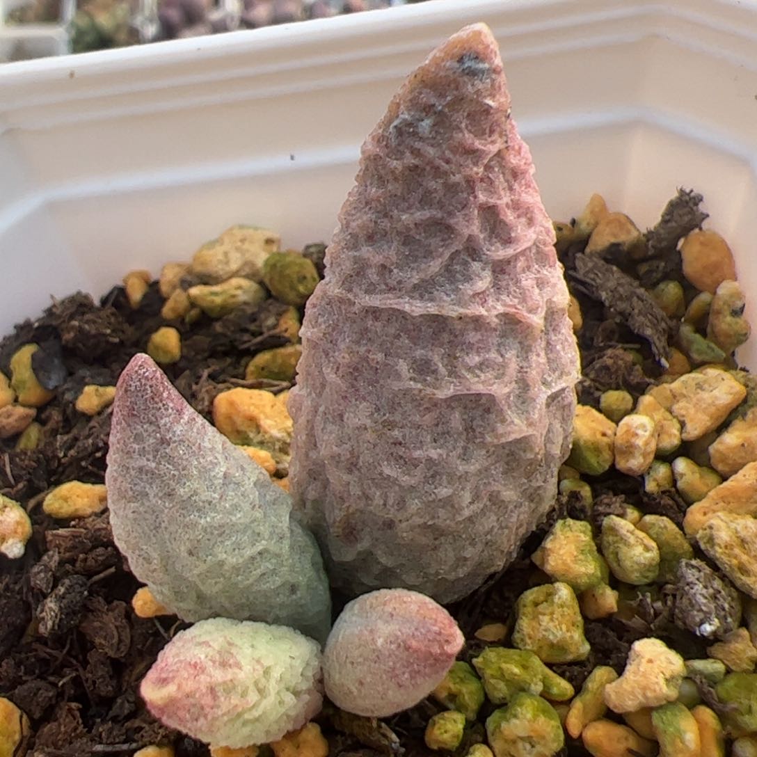 特价融化纹冰激凌叶尖有点疤